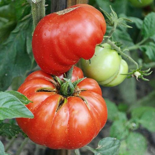 Mortgage Lifter Tomato Seeds – Heirloom, Large & Juicy Beefsteak Tomatoes