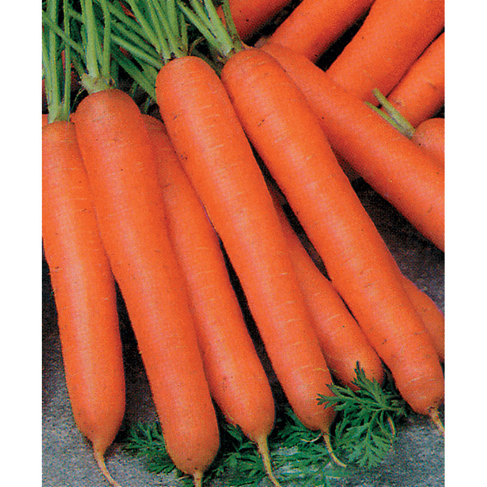 Berlicum Carrot Seeds - High-Yield, Sweet & Flavorful Carrots for Your Garden