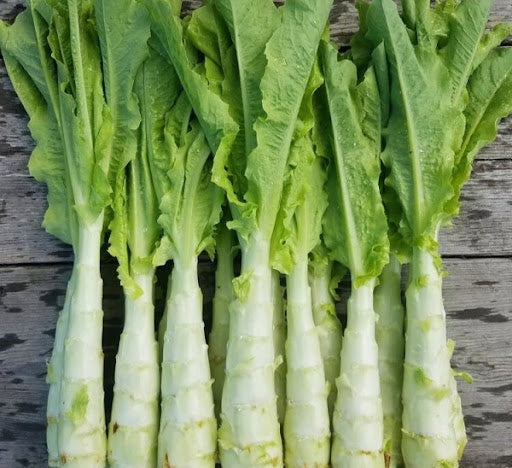 Asparagus Lettuce Seeds – Unique Leaf & Stem Variety for Gourmet Gardens