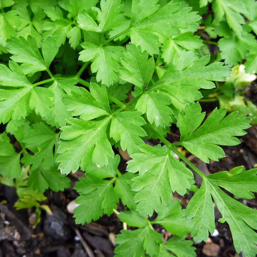 Italian Flat-Leaf Parsley Seeds – Heirloom, Non-GMO, Premium Quality Herb Seeds for Planting – Fresh Culinary Parsley for Garden & Kitchen