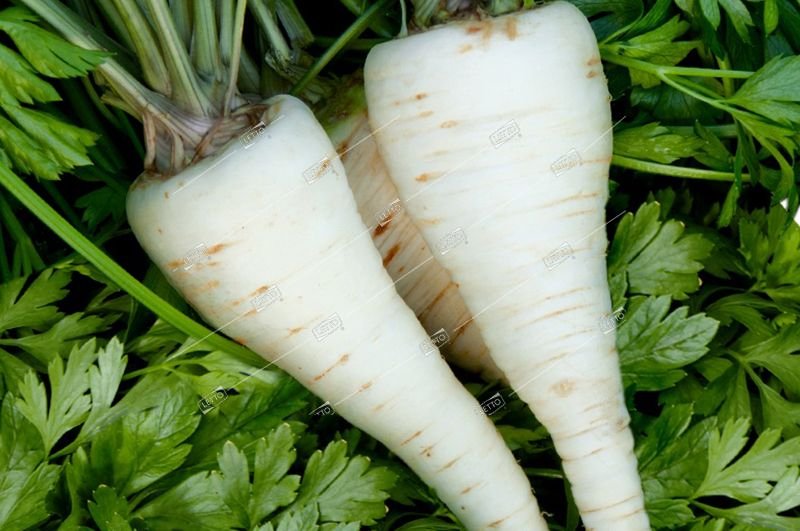 Root Parsley Seeds – Heirloom Variety, Premium Quality, Ideal for Culinary & Garden Planting
