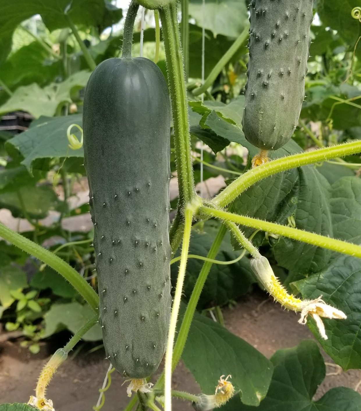 Corinto Cucumber Seeds – High-Yield, Crisp & Sweet Hybrid for Greenhouse & Garden