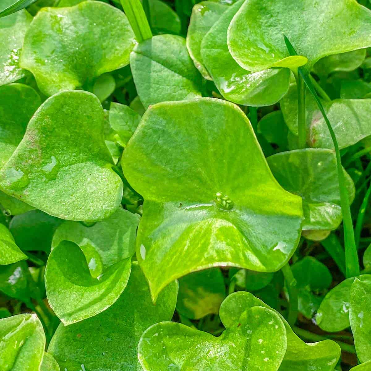 Miner’s Lettuce Seeds – Heirloom, Cold-Hardy, Fast-Growing Greens
