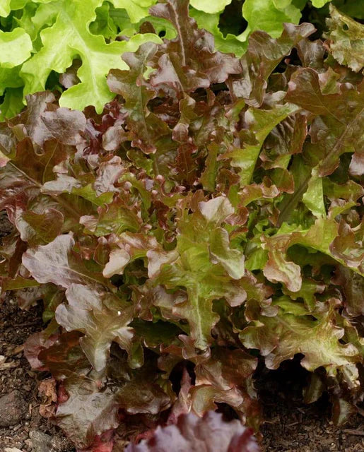 Red Salad Bowl Lettuce Seeds – Fresh & Crisp Organic Lettuce for Your Garden