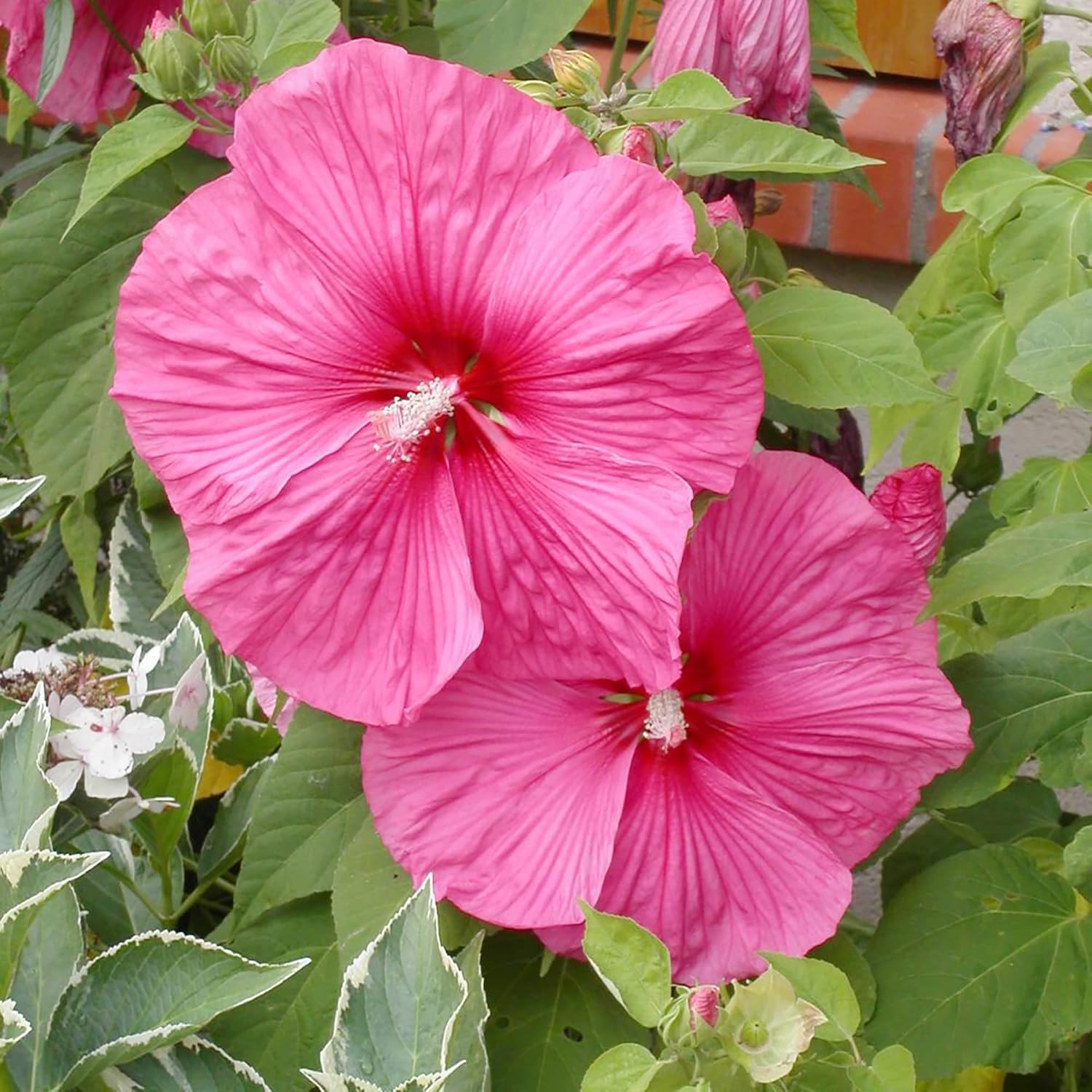 Hibiscus Moscheutos Seeds - Hardy Hibiscus, Swamp Rose Mallow Perennial Flowering Plant for Garden Beds, Attracts Bees, Butterflies, and Hummingbirds - 25 Pieces