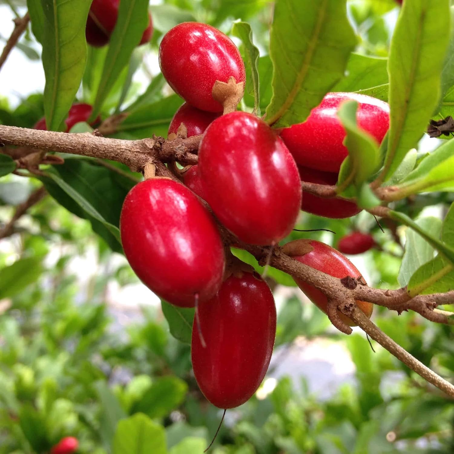 Synsepalum Dulcificum Seeds  Miracle Berry, Miracle Fruit Red Berries for Outdoor Growing