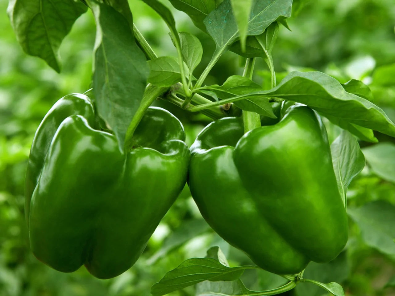 Green Giant Bell Pepper Seeds – Premium Heirloom Sweet Peppers for Home Gardening