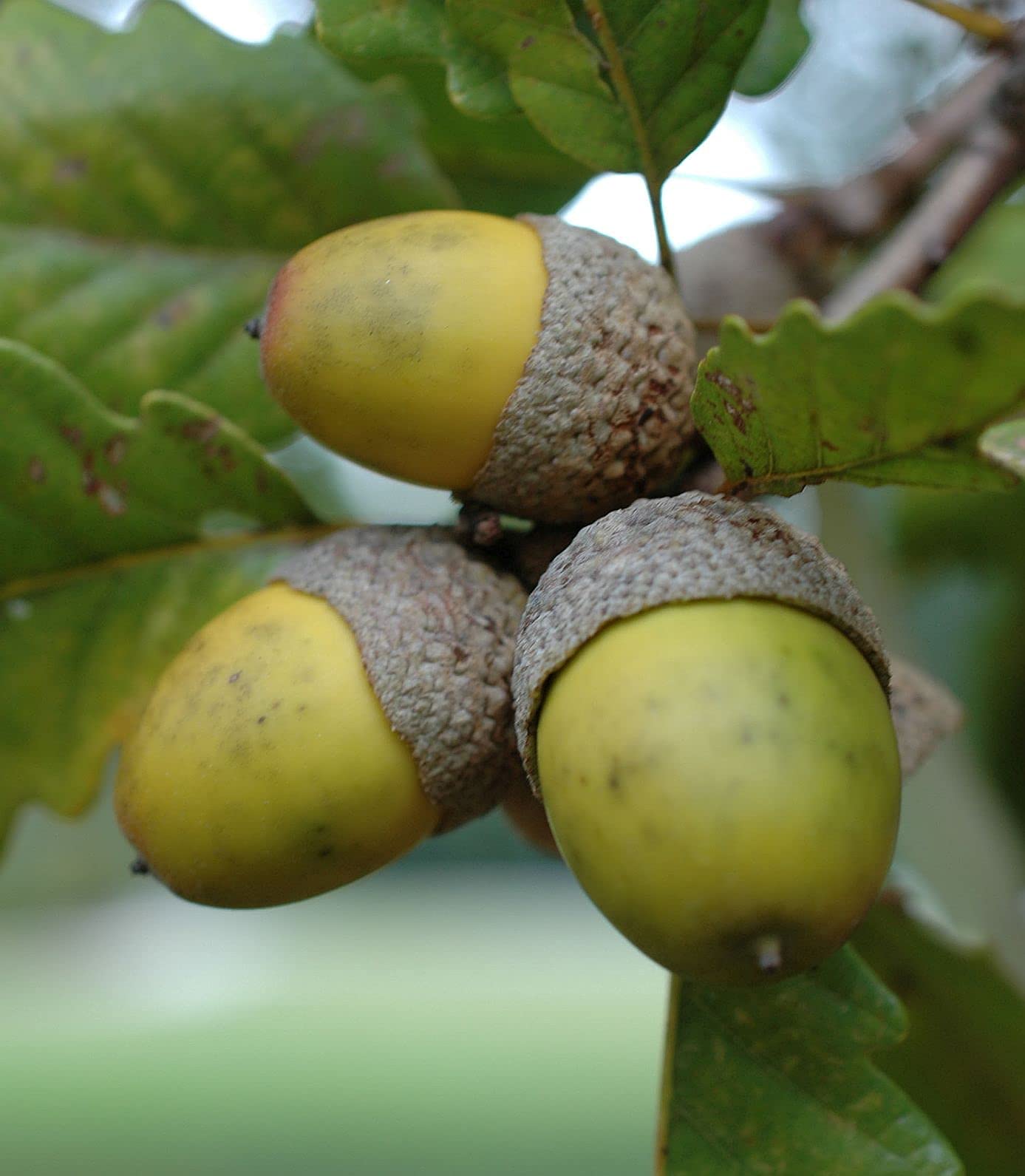 Chestnut Oak Acorn Seeds - Quercus Prinus, White Oak - 16 Seeds