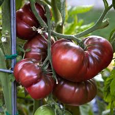 Black Krim Tomato Seeds – Heirloom, Organic & Flavorful - Grow Juicy Dark Tomatoes