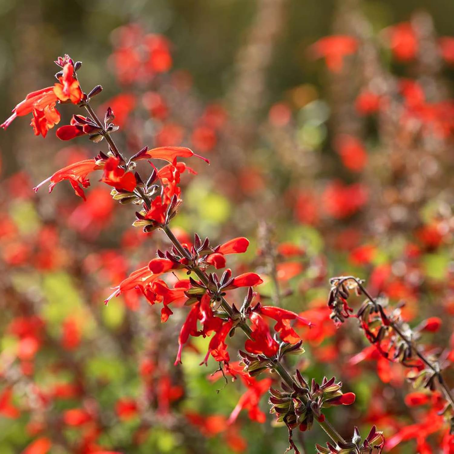 Pineapple Sage Seeds (Salvia Elegans)  Edible Leaves Amd Flowers, Attracts Hummingbirds, Fragrant, Perennial Annual for Indoor Outdoor Containers And Borders