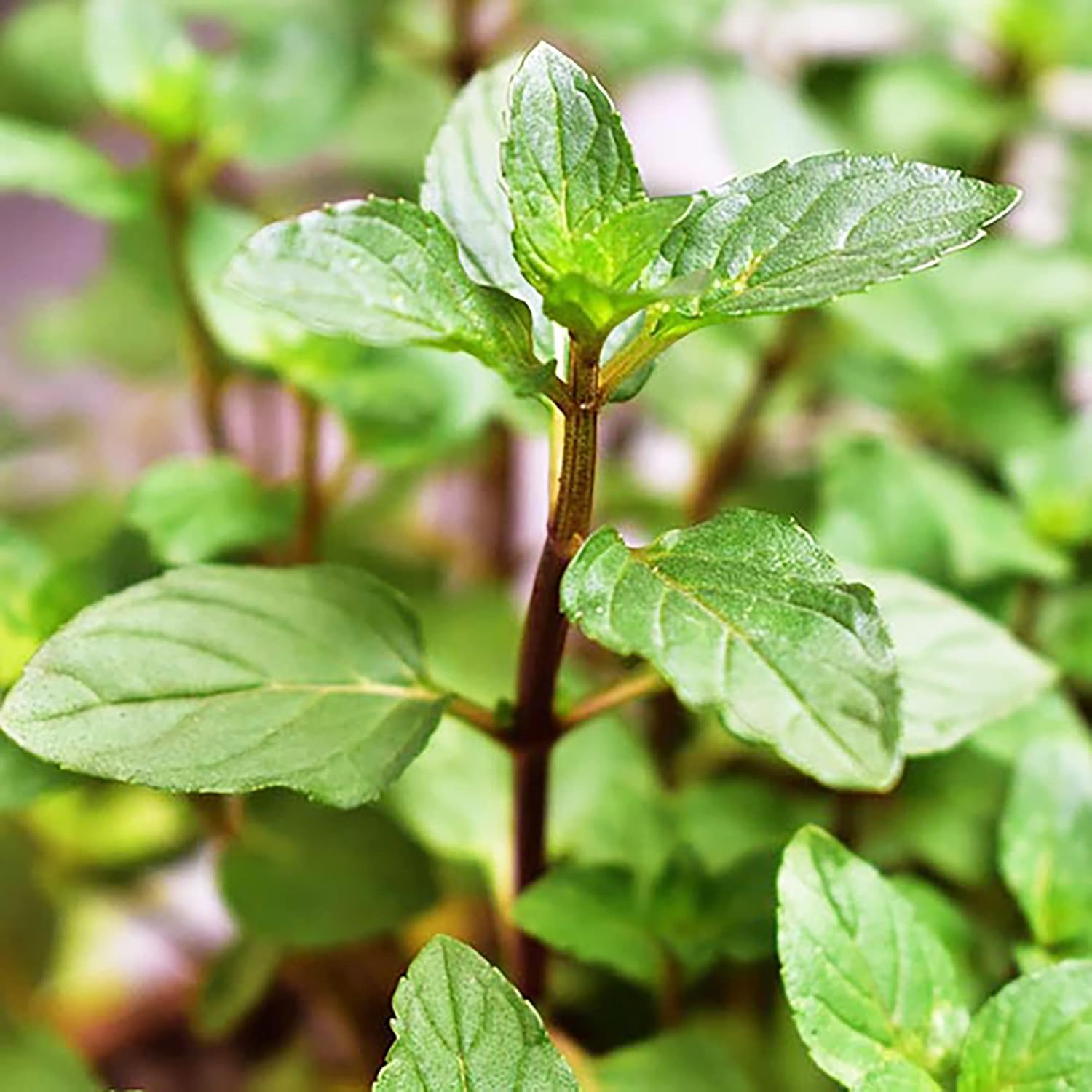Chocolate Mint Seeds  Perennial, Fast-Growing for Patio And Container Garden