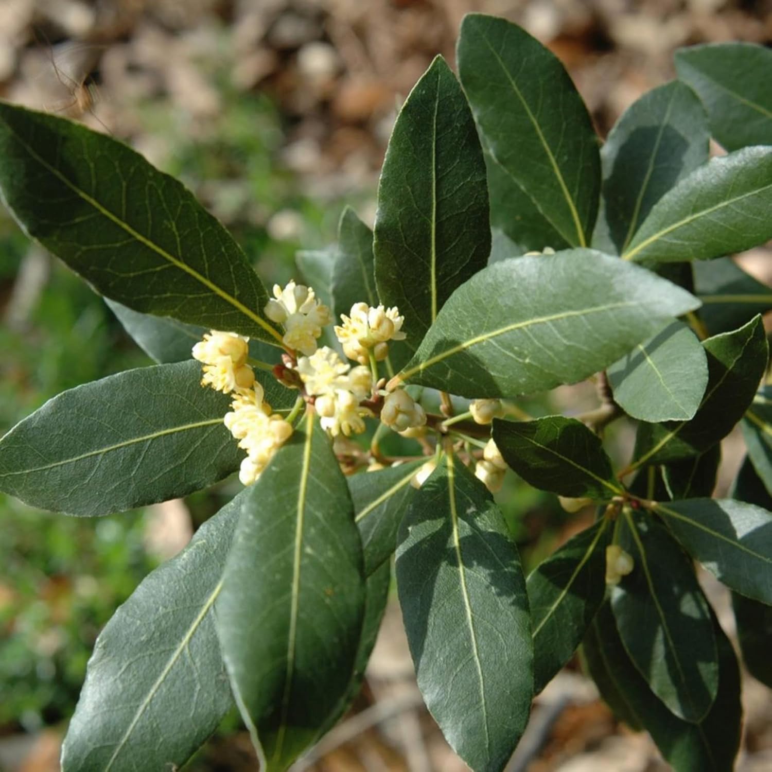 Graines de Laurier (Laurus Nobilis) - Arbre ou arbuste culinaire parfumé à feuilles persistantes pour jardins et paysages - 65 pièces