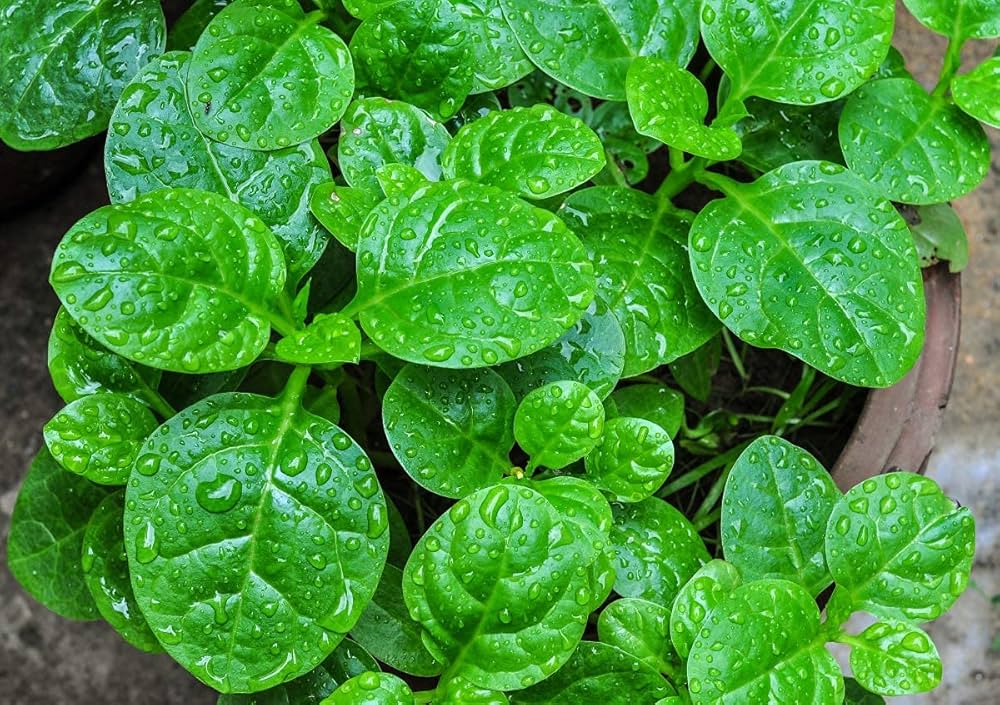 Malabar Spinach Seeds (Basella alba) – Heat-Tolerant, Fast-Growing Climbing Spinach