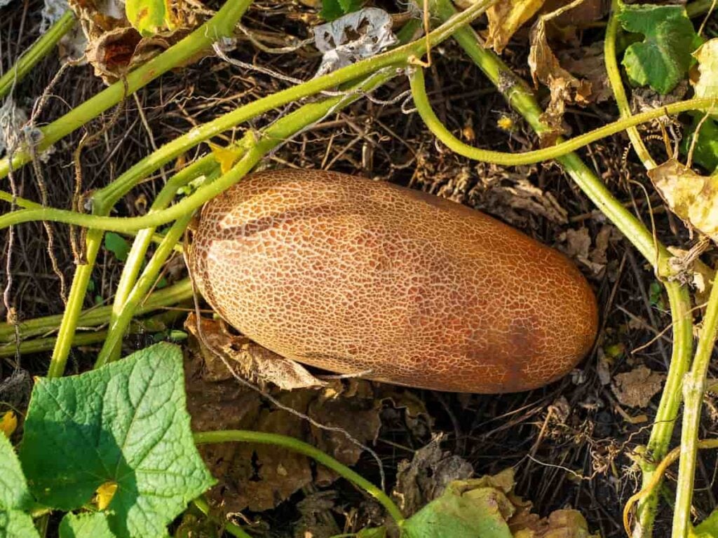 Poona Kheera Cucumber Seeds – Heirloom, Crisp & Sweet - Grow Your Own Cucumbers