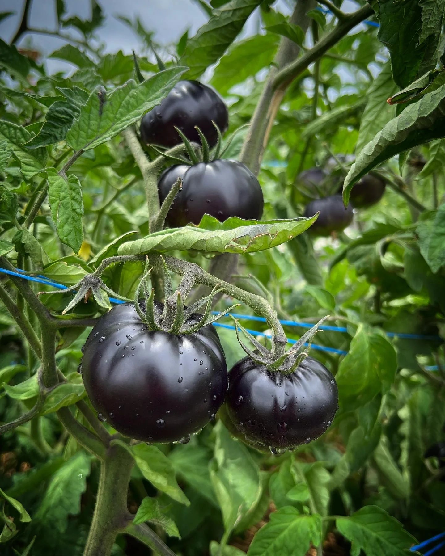 Black Beauty Tomato Seeds – Rare, Heirloom, and Extra Dark Skinned Tomatoes