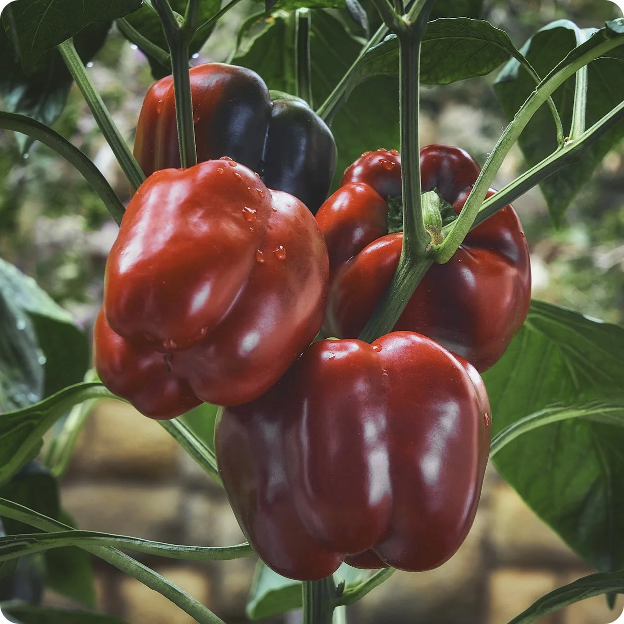 King of the North Bell Pepper Seeds – Cold-Hardy, Early Maturing, Sweet & Crisp