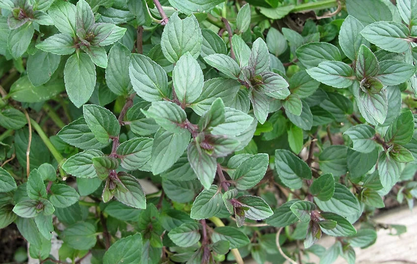 Chocolate Mint Seeds (Mentha × piperita 'Chocolate') – Aromatic Herb for Planting, Perennial, Perfect for Teas & Desserts, Non-GMO, Organic Garden Favorite