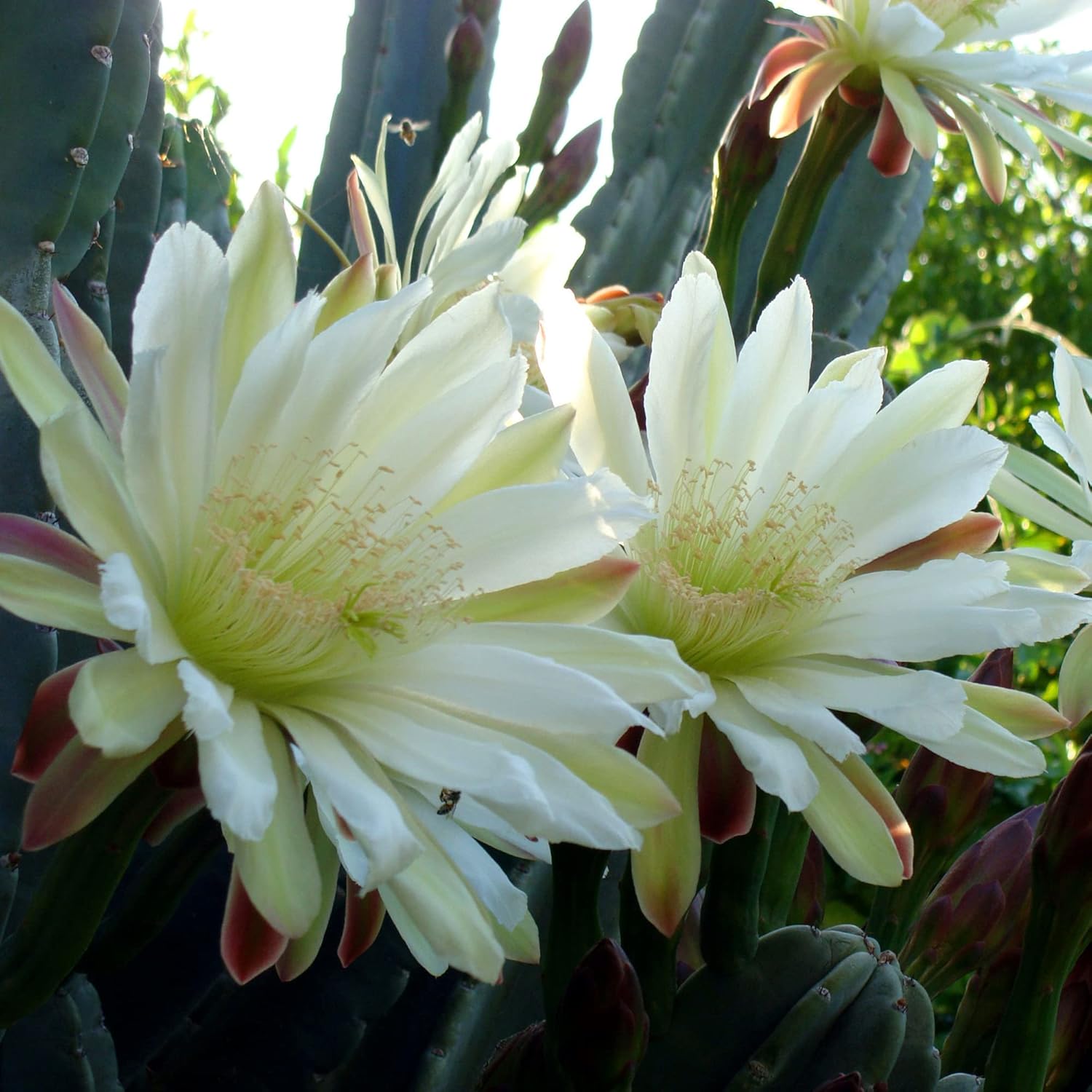 Nachtblühende Cereus-Kaktuspflanze mit großen, duftenden weißen Blüten – Königin der Nachtsamen, 50 Stück