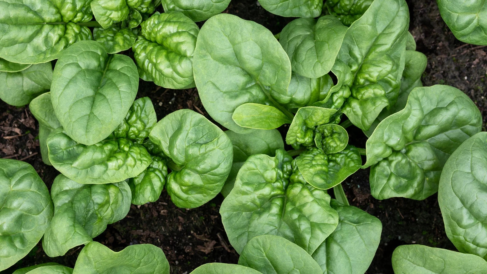 Buy Bolt-Resistant & Heat-Tolerant Seeds | High-Quality, Resilient Varieties for Thriving Gardens