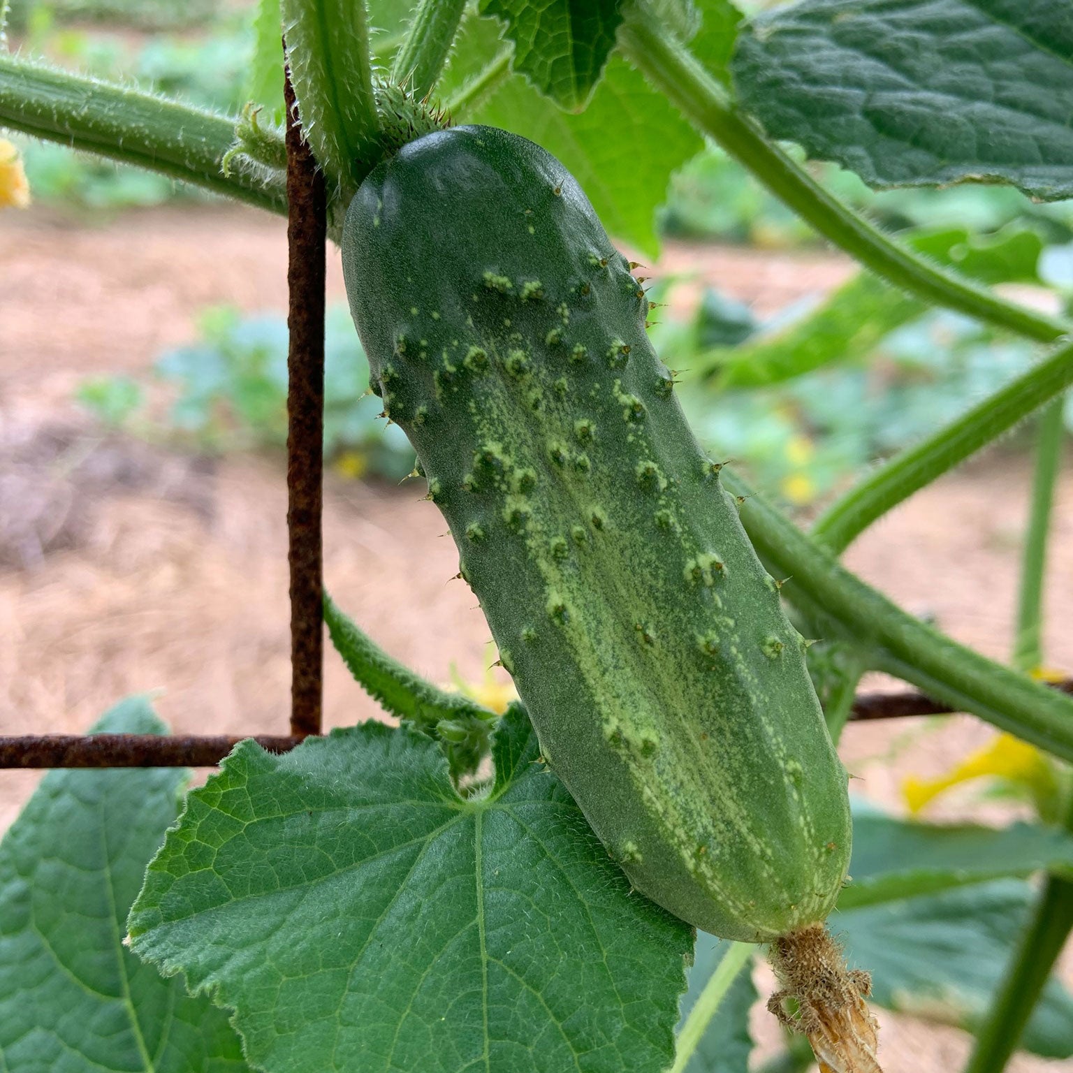 National Pickling Cucumber Seeds – Heirloom, Crisp & Prolific Variety