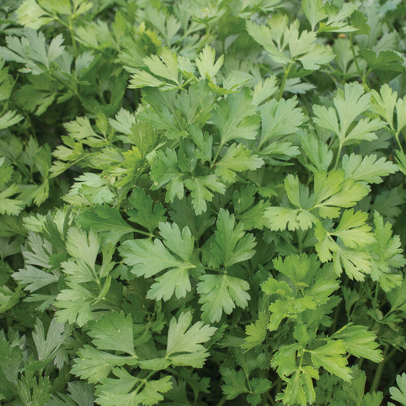 Giant of Italy Parsley Seeds | Heirloom, Non-GMO, Aromatic & Flavorful Herb for Planting