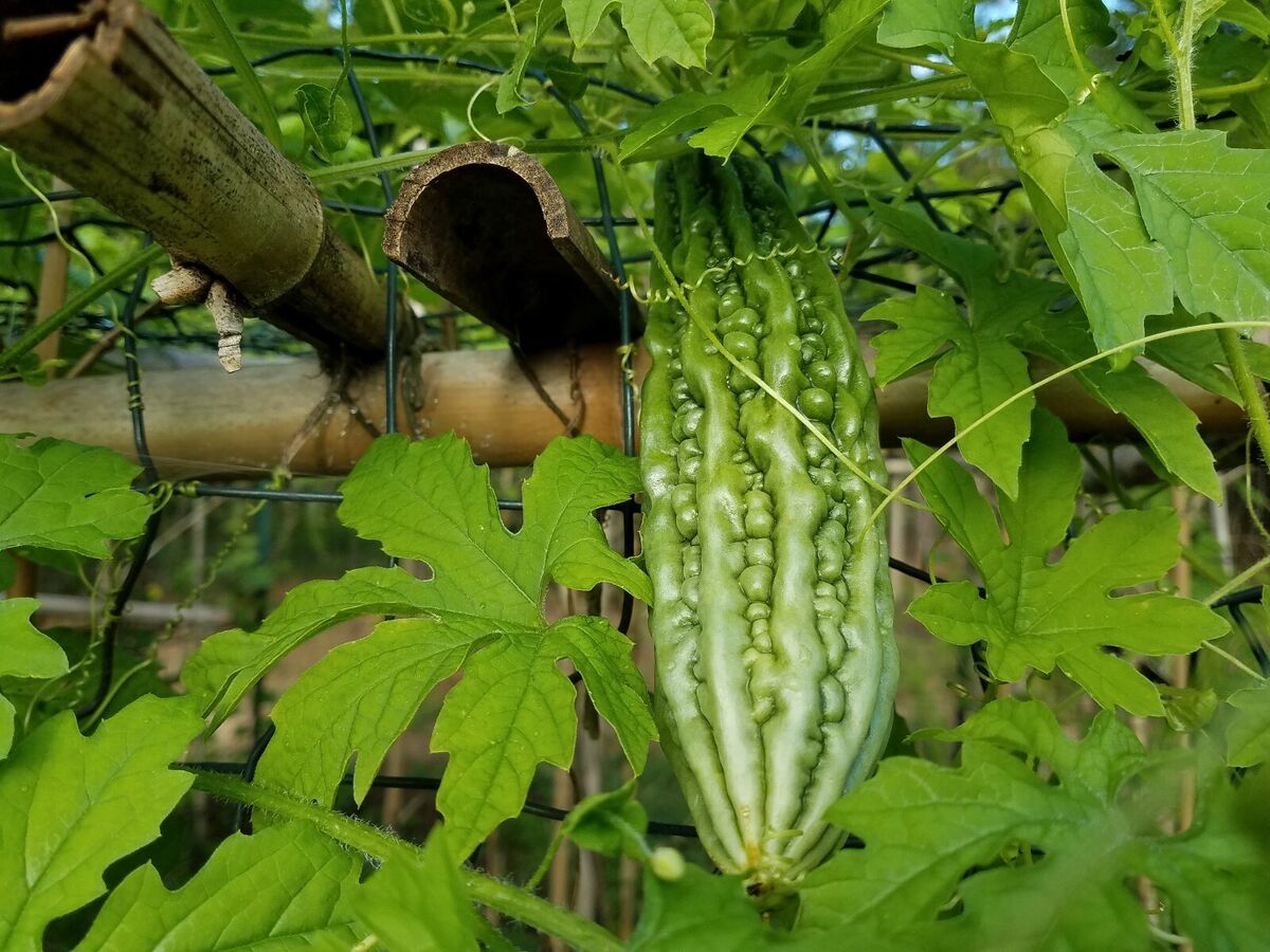 Philippine Ampalaya Bitter Gourd Seeds – High-Quality, Fast-Growing & Heirloom Variety