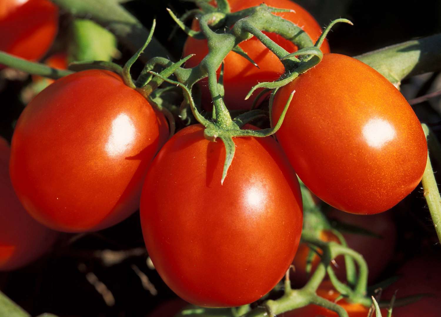 Early Girl Tomato Seeds – High-Yield, Fast-Growing & Delicious