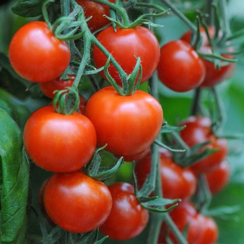 Mountain Magic Tomato Seeds – Disease-Resistant Hybrid for Sweet & Juicy Harvests