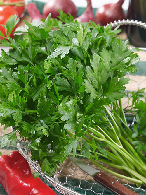 Plain or Common Leaf Parsley Seeds – Heirloom, Non-GMO, Fast-Growing Herb for Culinary & Garden – Buy Premium Parsley Seeds Online