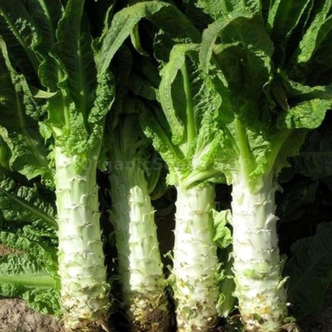 Organic Celtuce (Stem Lettuce) Seeds - Heirloom Lettuce for Gardening & Farming