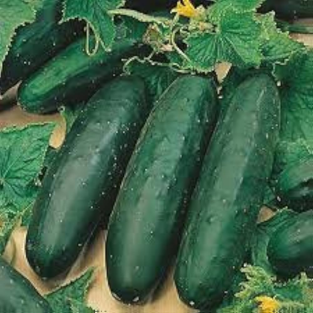 Marketmore 76 Cucumber Seeds – High-Yield, Heirloom, Crisp & Disease-Resistant