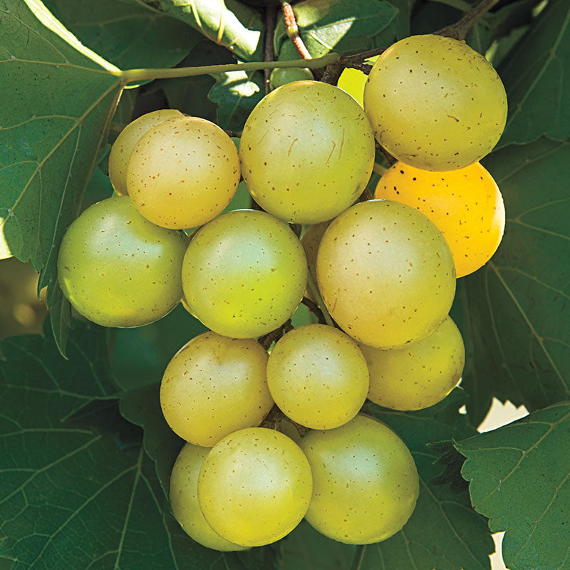 Giant SCUPPERNONG White Muscadine Grapevine Seeds - 5 Pieces