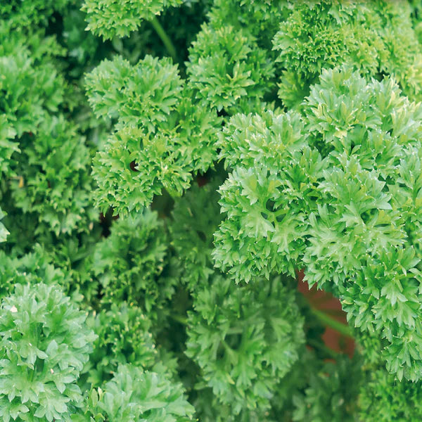 Moss Curled Parsley Seeds – Premium Herb Seeds for Planting, Organic & Non-GMO – Ideal for Culinary & Garden Use