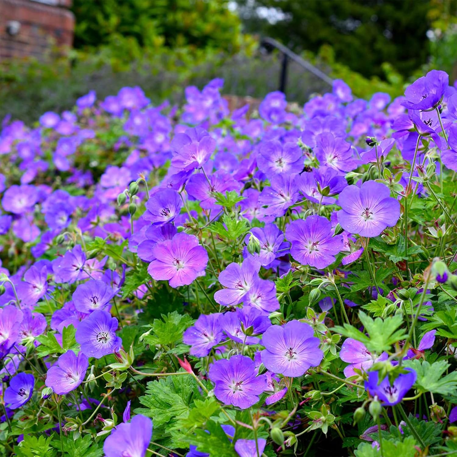 Geranium 'Rozanne' Seeds  Perennial, Long Blooming Period, Attracts Bees  Butterflies, Low Maintenance Ground Cover