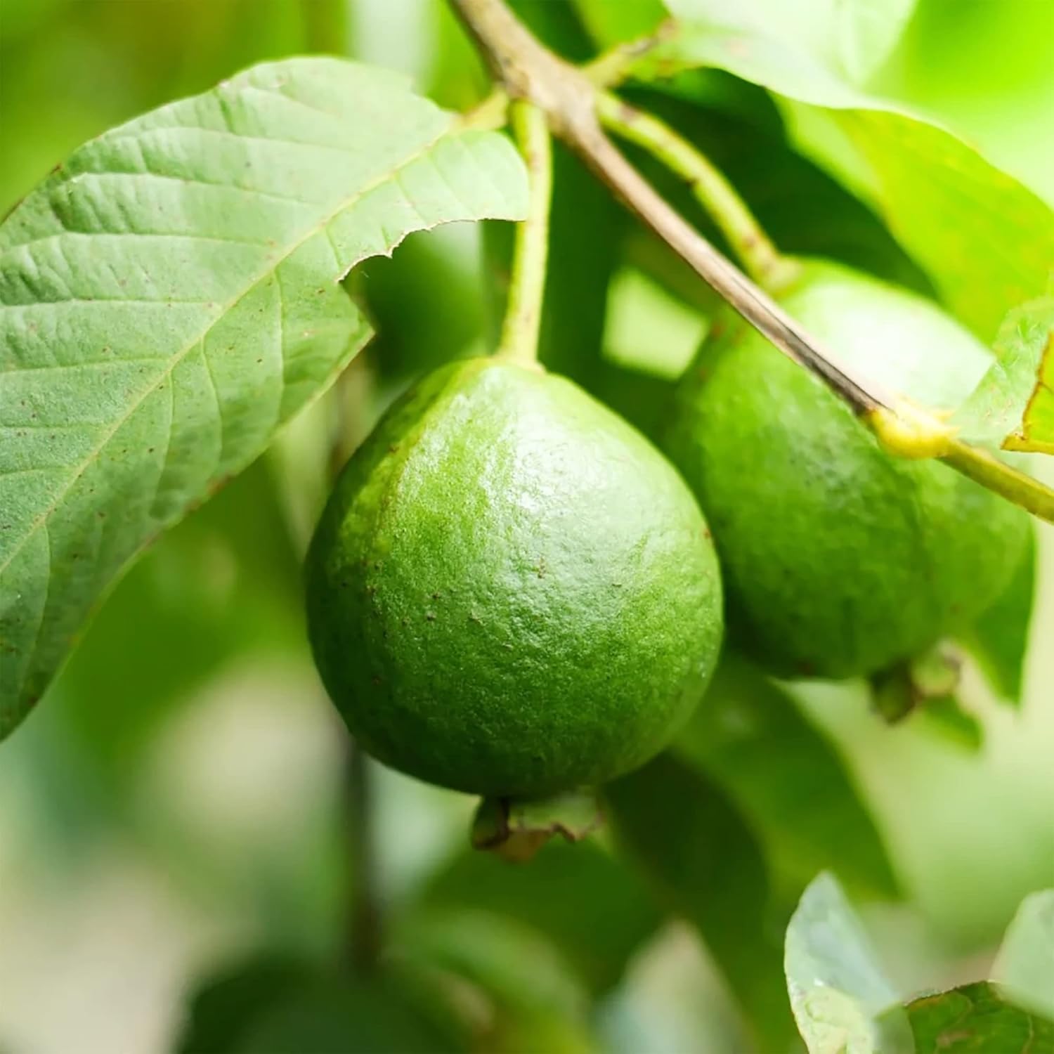 Guava Seeds - Red Psidium Guajava, Perennial Sweet & Fragrant Tropical Fruit