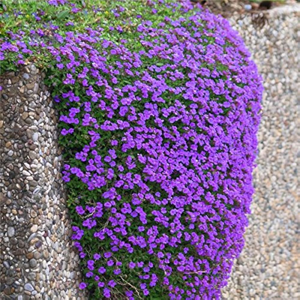 Thym rampant arc-en-ciel Cresson bleu - Fleur couvre-sol vivace pour jardin domestique, 200 pièces (12 couleurs)