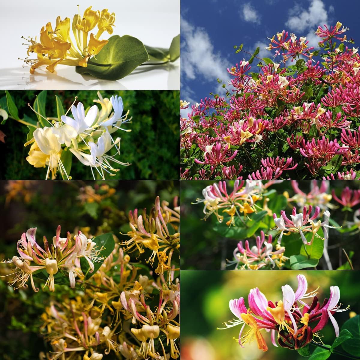 Mixed Honeysuckle Seeds  Fragrant Cloud And Major Wheeler Honeysuckle Vine