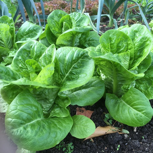 Little Gem Lettuce Seeds - Compact, Sweet & Crisp Variety for Home Gardens