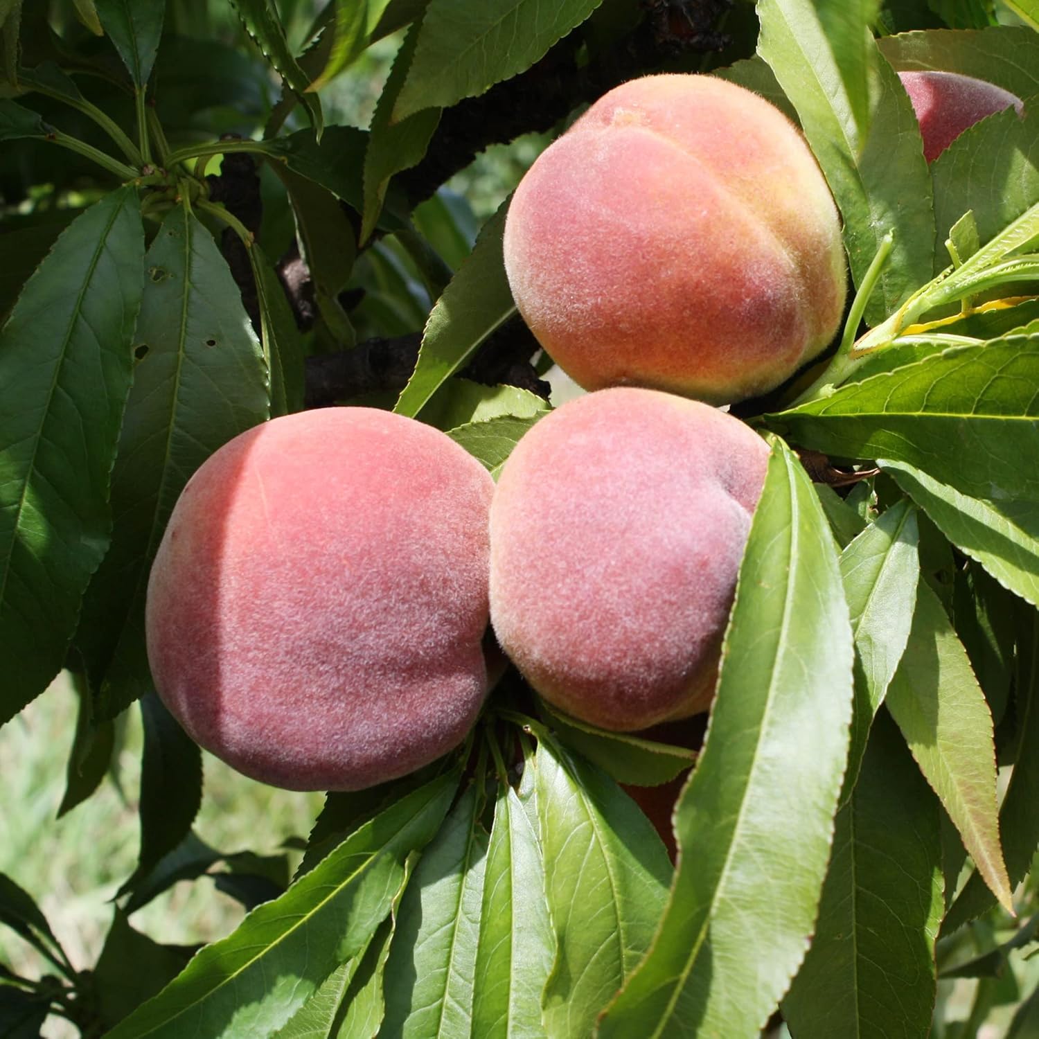 Dwarf Peach Tree Seeds  GMO Free Fruit Tree Seeds for Small Gardens, Patios, Balconies, and Indoor Cultivation