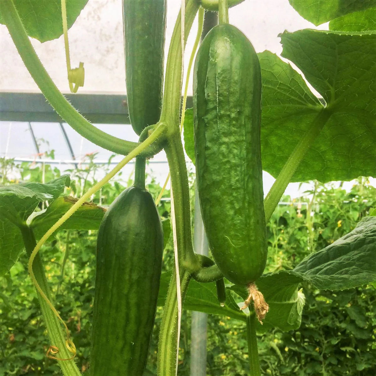 Persian Baby Cucumber Seeds – High-Yield, Crisp & Sweet Mini Cucumbers