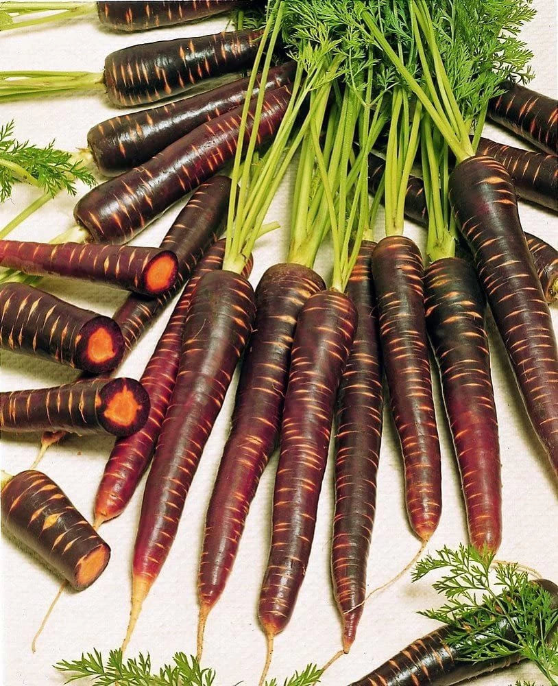 Purple Haze Carrot Seeds – Unique Heirloom Variety for Vibrant Harvests