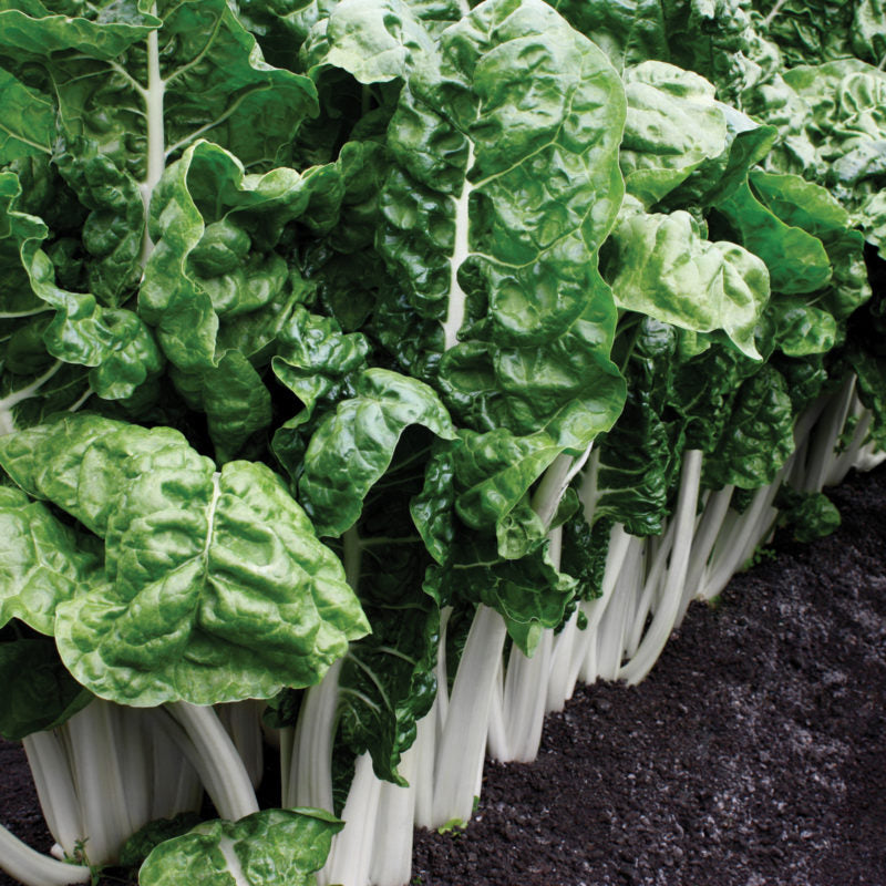 Fordhook Giant Spinach Seeds, Heirloom, Fast Growing And Cold Hardy