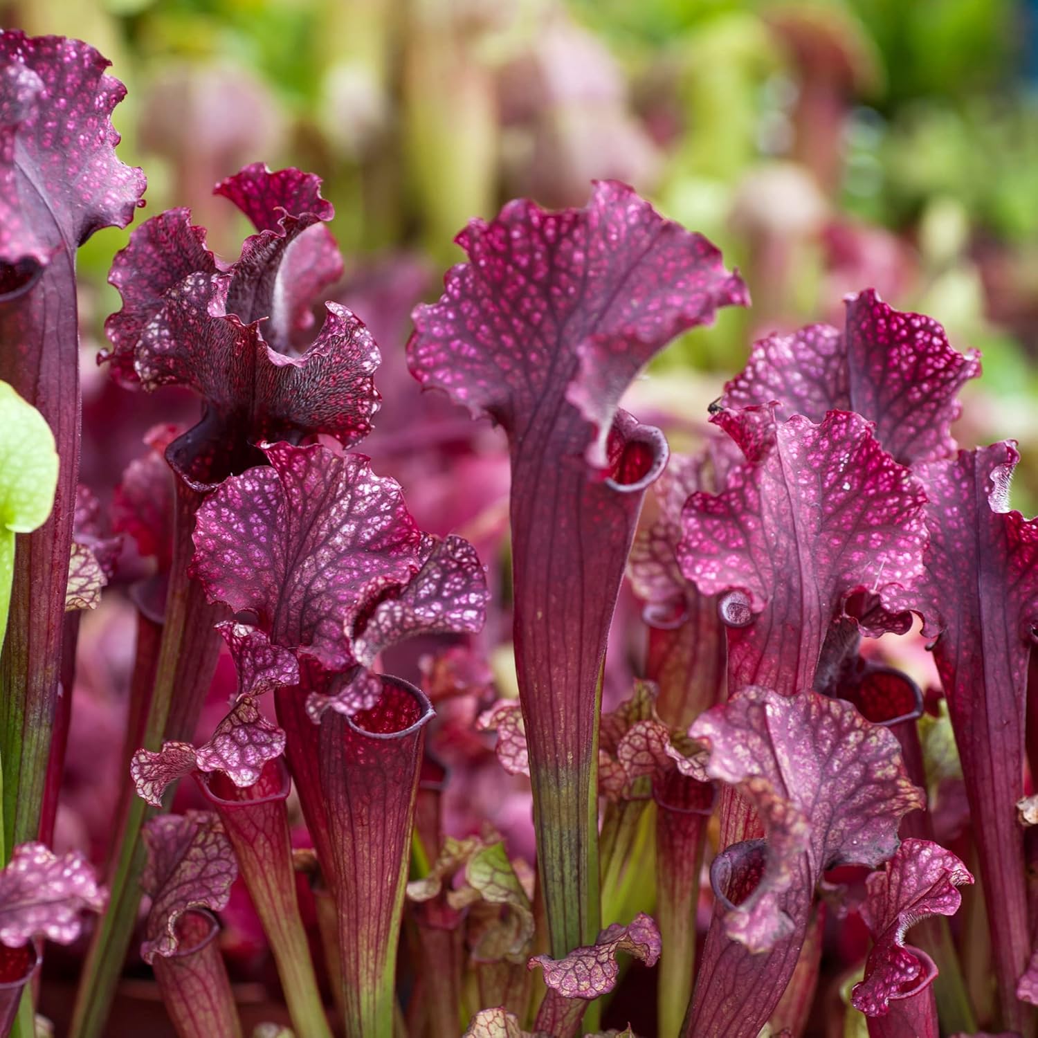 Graines de Sarracenia Purpurea - Plante pourpre, feuilles uniques en forme de pichet, attire les pollinisateurs, prospère dans les zones humides pauvres en nutriments, jardin extérieur - 25 pièces
