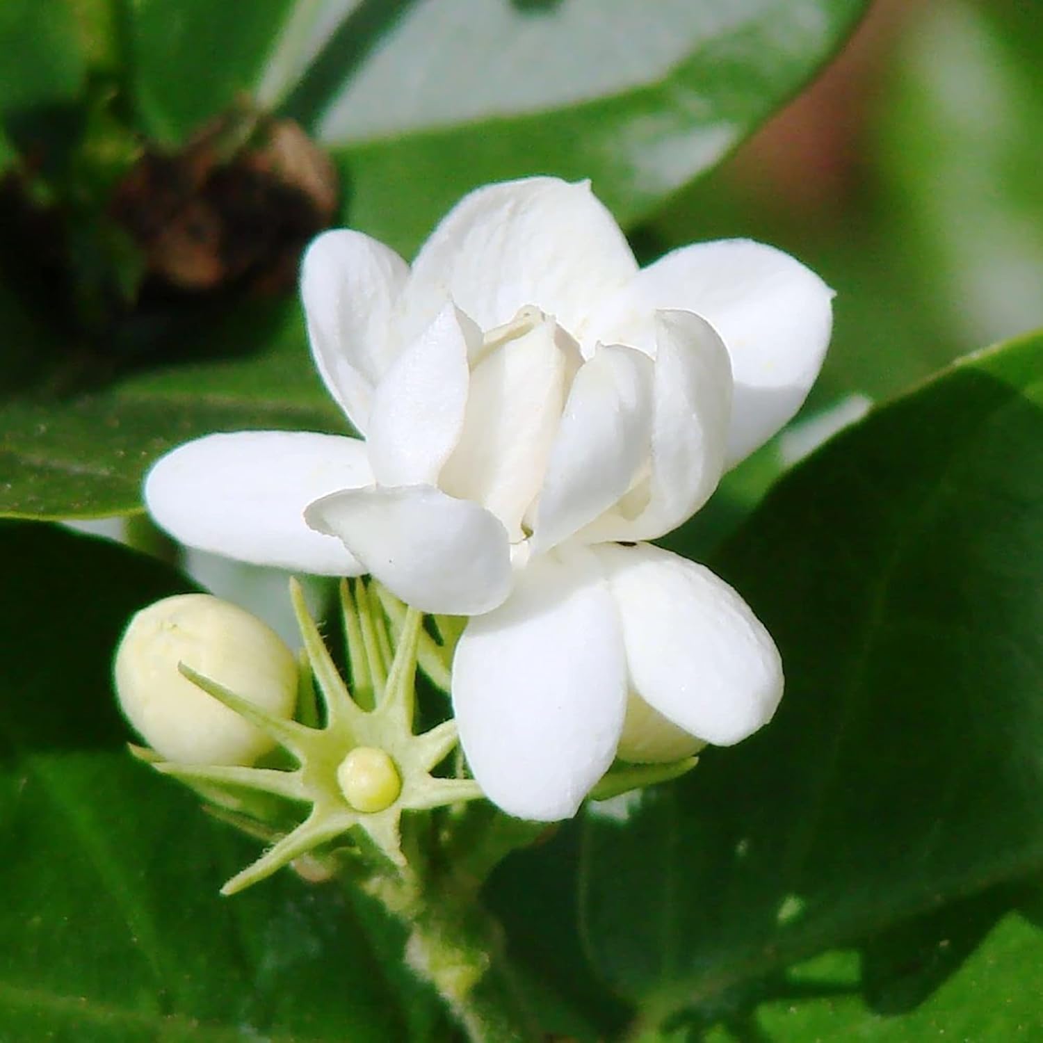 Arabian Jasmine Seeds for Planting  Jasminum Sambac, Fragrant Evergreen Climbing Shrub for Patio, Garden And Containers
