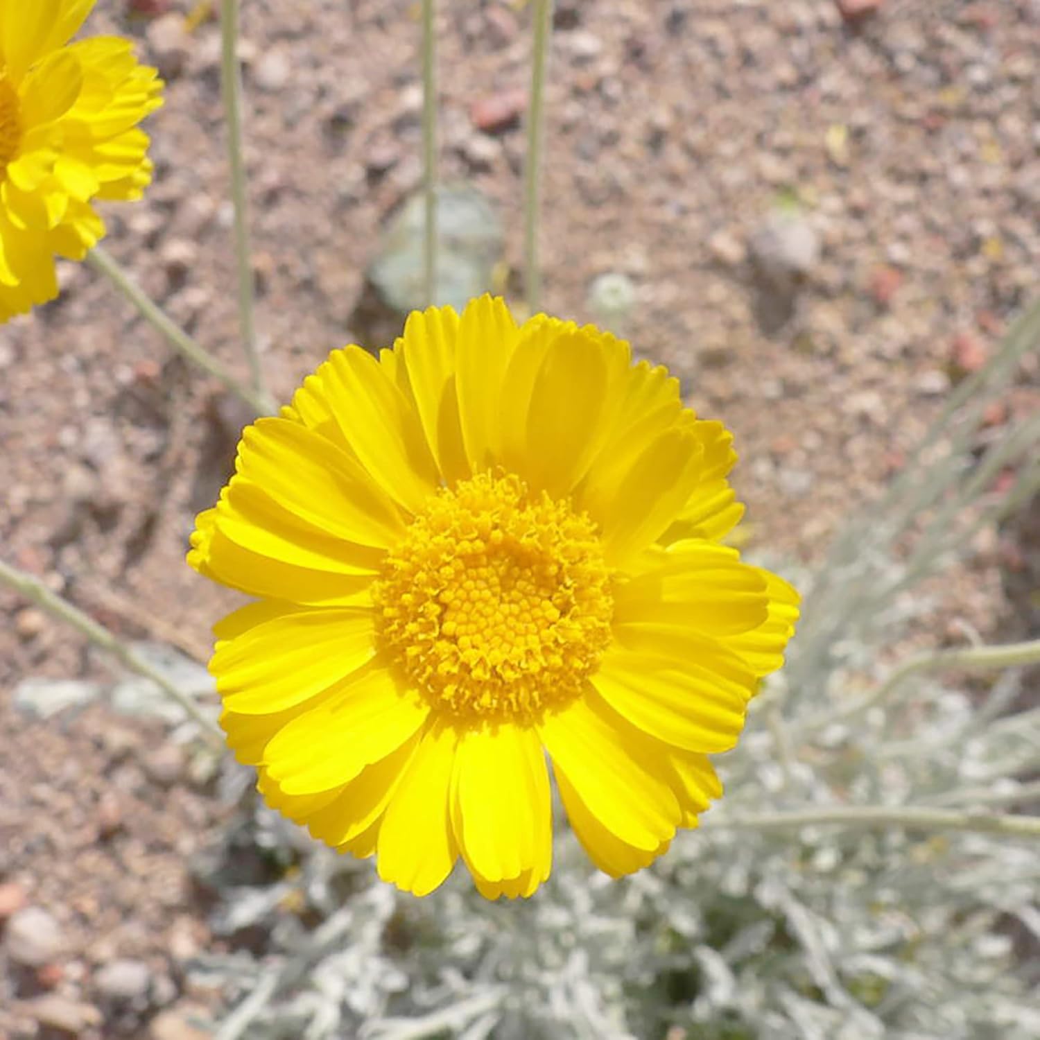 Desert Marigold Seeds  Baileya Multiradiata Perennial, Butterfly Attractor, Deer Resistant, Drought Tolerant, Ideal for Rock Gardens And Containers