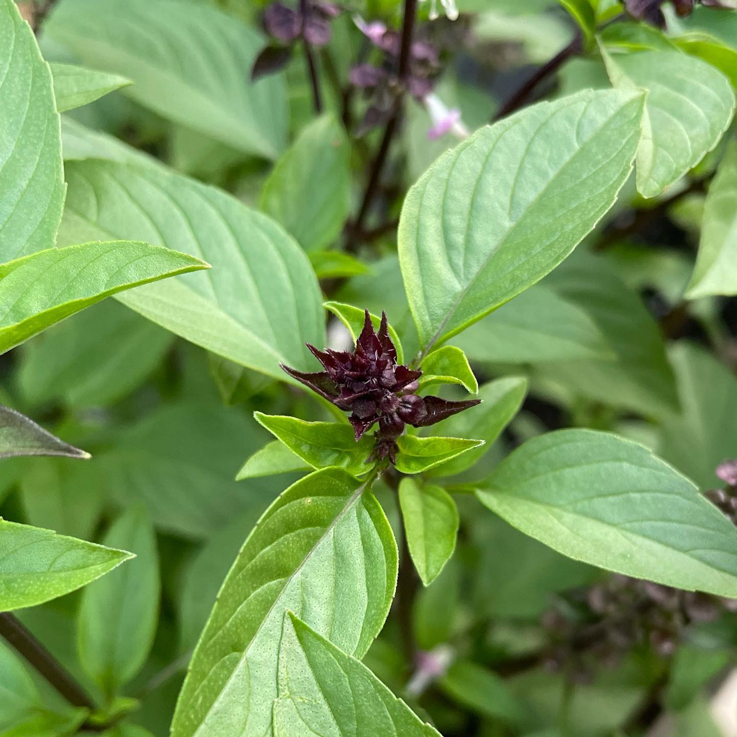 Cinnamon Basil Seeds for Planting – Heirloom, Non-GMO, Aromatic Herb Seeds – Perfect for Culinary & Garden Use