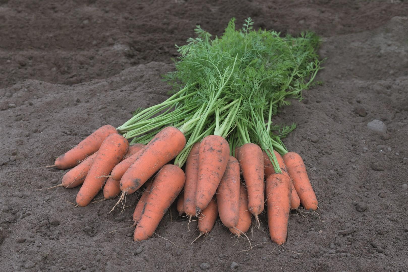 Carson Carrot Seeds – Premium Heirloom Variety for Crisp & Sweet Harvests
