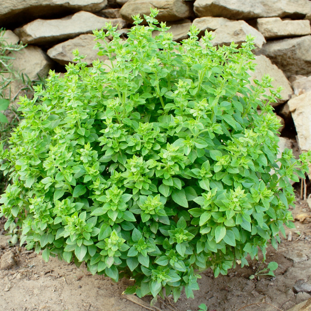 Greek Basil Seeds for Planting – Heirloom, Non-GMO, Aromatic Herb for Culinary & Garden – Easy to Grow Basil Seeds
