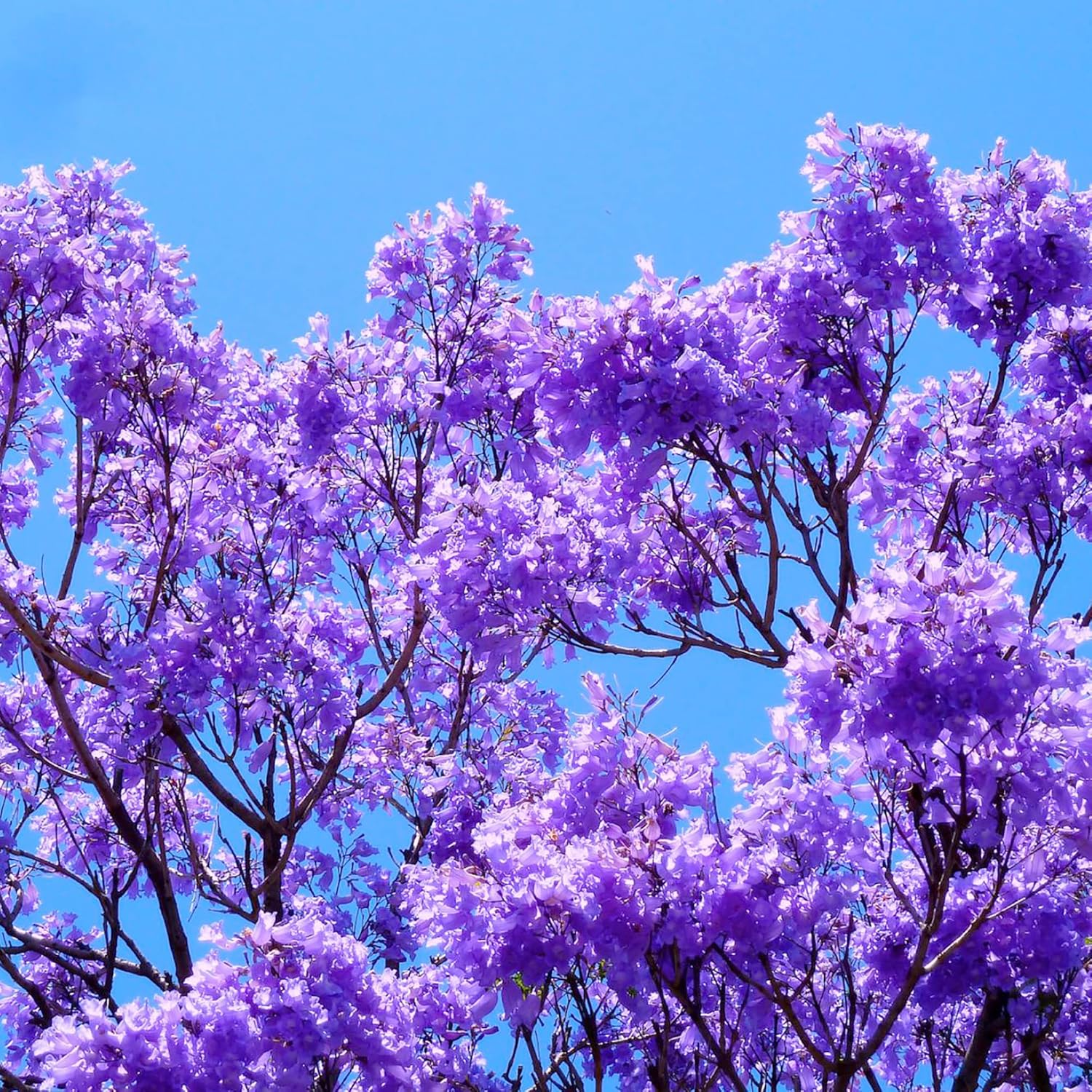 Blue Jacaranda Seeds (Jacaranda Mimosifolia)  Vibrant Blue Flowers, Drought Tolerant, Low Maintenance Shade Tree for Parks  Gardens