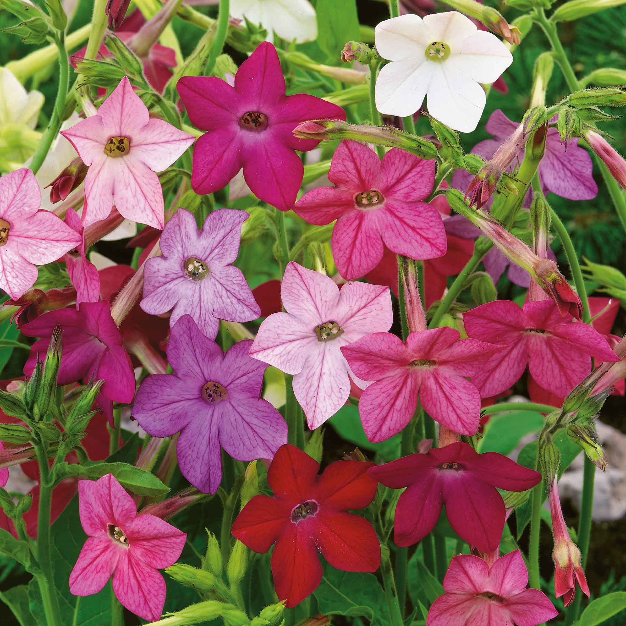 Meadow Tobacco Mix Planting Seeds for Outdoor and Indoor Use – 100 pcs